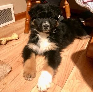 Meet your Posher, Shar